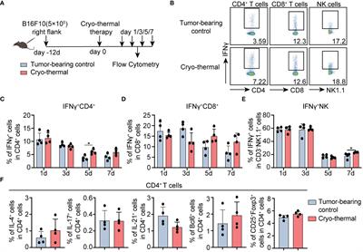 IFNγ at the early stage induced after cryo-thermal therapy maintains CD4+ Th1-prone differentiation, leading to long-term antitumor immunity